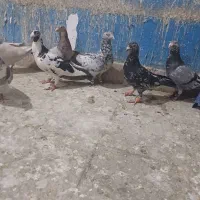 کبوتر دورگ