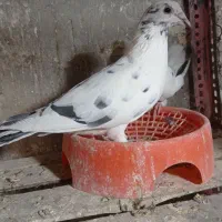 فروشی خاش|پرنده|سراوان, |دیوار