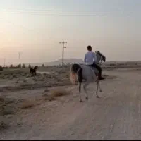 مادیان شکم طلا|اسب و تجهیزات اسب‌سواری|داراب, |دیوار