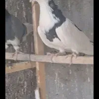 کفتر یاکبوتر|پرنده|ساوه, |دیوار