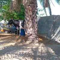 گاو و گوساله|حیوانات مزرعه|اسیر, |دیوار