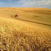 فروش-زمین-کشاورزی