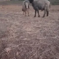 بره میش قوچ