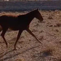 کره اسب نریون