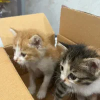 واگذاری توله گربه