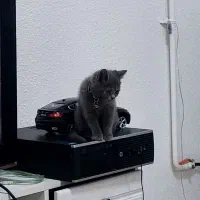 گربه طوسی اصیل|گربه|آمل, |دیوار