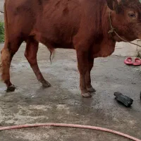 ورزا کوله چالوسی گاو نر گوساله گاو ماده