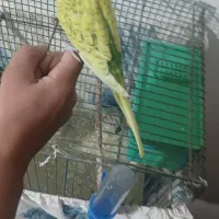 مرغ عشق دستی|پرنده|ساوه, |دیوار