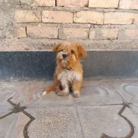 واگذاری و فروش سگ