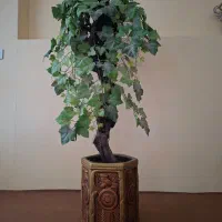 درختچه بزرگ سالم بدون خرابی