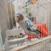 طوطی برزیلی یکسال و نیمه ماده
