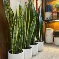 گل آپارتمانی سانسوریا|گل و گیاه طبیعی|کرج, گلشهر|دیوار