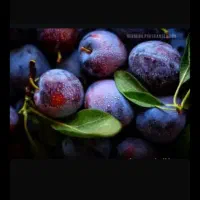 فروش آلو طرقبه سبز و حاج حسنی