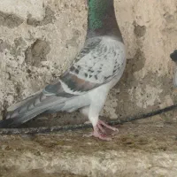 طاوسی کاکل|پرنده|شیراز, پودنک|دیوار