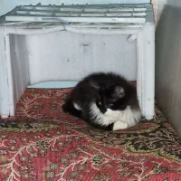 گمشده مژدگانی میلیون|حیوانات|تبریز, |دیوار