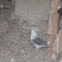 کبوتر|پرنده|بافت, |دیوار