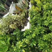 گل خونگی|گل و گیاه طبیعی|اصفهان, گرکان|دیوار