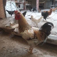 خروس درشت محلی