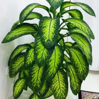 فروش گل اپارتمان