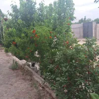 باغچه چهار دیواری ۶۰۰ متری