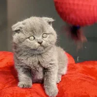 اسکاتیش بلو وارداتی|گربه|تهران, تهرانسر مرکزی|دیوار