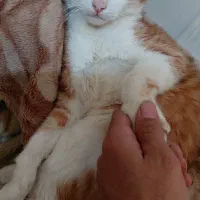 واگذاری گربه خانگی به شرط نگهداری