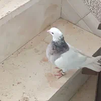 کفتر|پرنده|لردگان, |دیوار