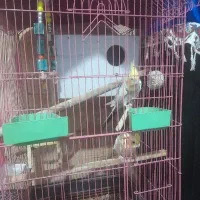 دو جفت عروس هلندی ویک عدد طوطی گرینجیک