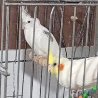 عروس خونگی ب شرط تخم جوجه