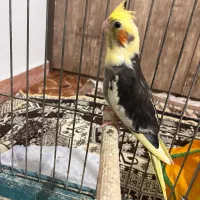 عروس  هلندی|پرنده|کلاچای, |دیوار