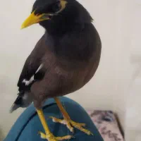 مرغ مینا