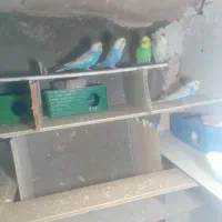 یک جفت کفتر ومرغ عشق|پرنده|سبزوار, قصبه غربی|دیوار