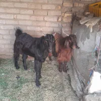 گوسفند