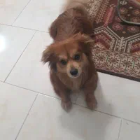 پامراشپیتز|سگ|پردیس, فاز ۸|دیوار