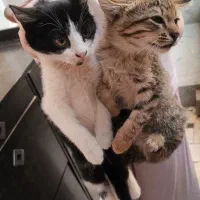 دو‌ گربه دو ماهه