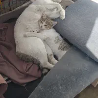 واگذاری گربه مادر و بچه