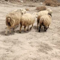 میش  شیرازی  قیمت مناسب