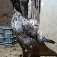 شاه مرغ لاری