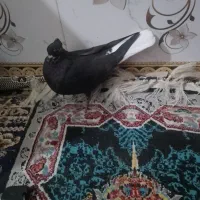 ماده زاغ دم سفید