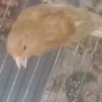 قناری درجه یک