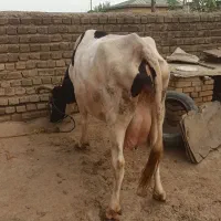 گاوشیری