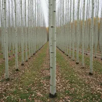 ارسال ســریع نــهــال انـگــور شــناسنامه‌دار|خدمات باغبانی و درختکاری|قشلاق دشت, |دیوار