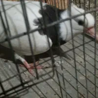 طوقی سرکه ای پاک پا لخت تازه دونخور
