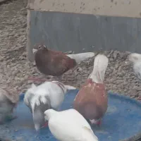 کبوتر قوره ای