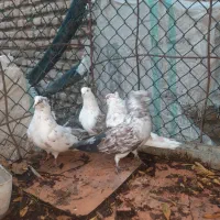 کبوتر|پرنده|کردکوی, |دیوار