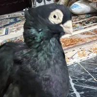 فروش کفتر