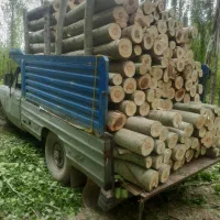 خریدار انوع چوب|خدمات باغبانی و درختکاری|بکتاش, |دیوار