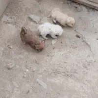 توله سگ|سگ|شوشتر, |دیوار