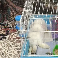 خرگوش مینی لوپ|موش و خرگوش|شیراز, پودنک|دیوار