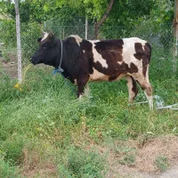 چاق گوساله گاو قربانی دودندان نزاید